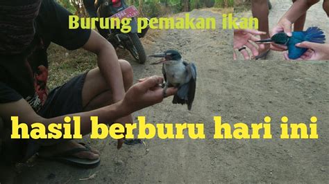 Berburu Part 7 Burung Pemakan Ikan Hasil Berburu Hari Ini Di Kali