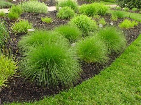 Types Of Ornamental Grasses Diy Grasses Landscaping Ornamental