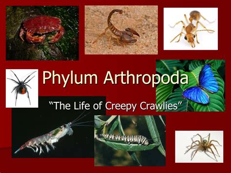 Ppt Phylum Arthropoda Powerpoint Presentation Free Download Id5291230