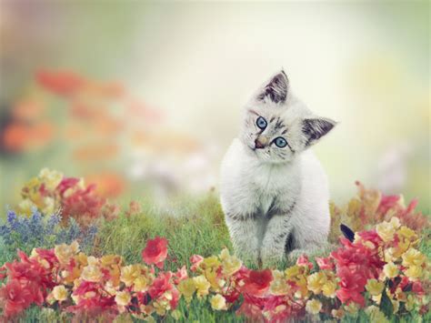 Cute White Kitten Hd Wallpaper Background Image