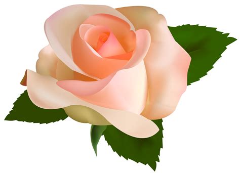 Beautiful Rose Png Clipart Best Web Clipart