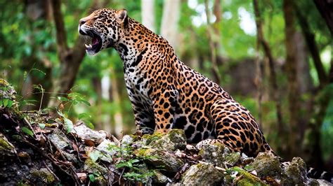 Wild Jaguars Return In Mexico