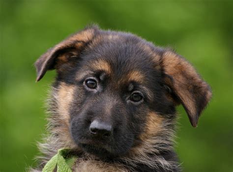 German Shepherd Puppy Dogperday