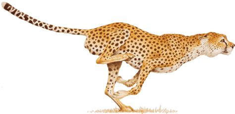 Cheetah Transparent Png All Png All