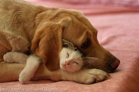 Cute And Funny Pictures Of Animals 35 Friendship