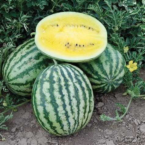 Lemon Krush F1 Hybrid Diploid Non Traditional Flesh Watermelon Dpseeds