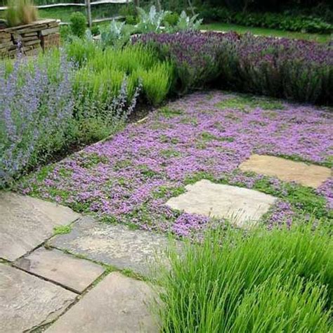 No Mow Lawns Uk Home And Garden Reference