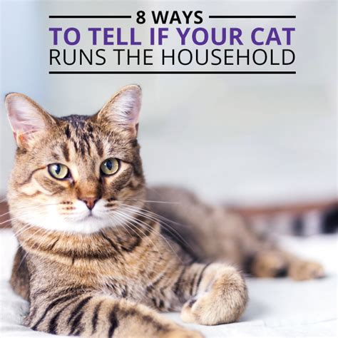 8 Ways To Tell If Your Cat Runs The Household Cat Run Skinny Ms To
