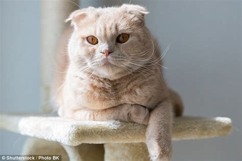 Vets Say Breeding Of Scottish Fold Cats Should Be Banned Daily Mail