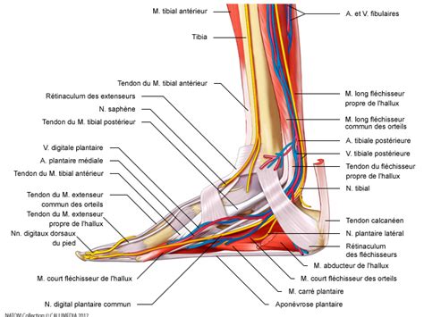 L'entorse de la cheville est l'entorse la plus fréquente et concerne notamment les personnes actives. Tendinopathie tibiale postérieure | PCNA : Pied Cheville ...