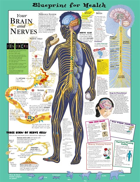 Not only images/printable anatomy charts, you could also find another pics such as vintage human anatomy chart, anatomy charts free, hip anatomy chart, spine anatomy chart, medical anatomy charts, printable human anatomy, wrist and hand anatomy chart, human shoulder. Blueprint for Health - Your Brain & Nerves - Anatomical Chart - Anatomy Models and Anatomical Charts