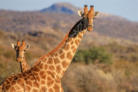 Neugierige Giraffen Am Morgen Foto And Bild Africa Southern Africa