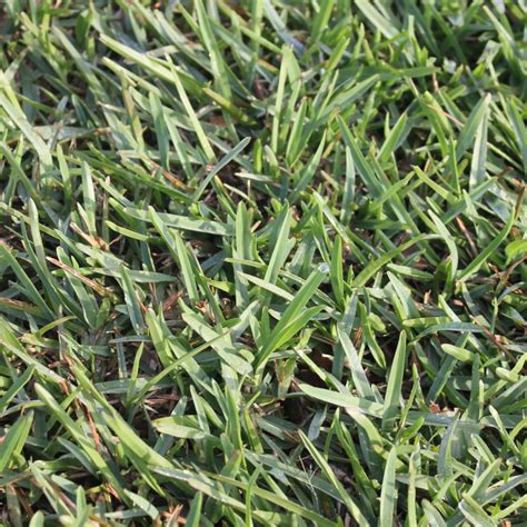 Buffalo Grass (Stenotaphrum secundatum) - Evangrass