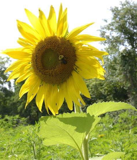 The Famous Sunflowers Of Moco 4 Poolesville Maryland Jul Flickr