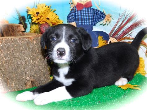 A few pics of border collie puppies born from their mom, serabi. Border Collie puppy dog for sale in CHICAGO, Illinois