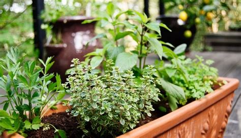 Companion Gardening 10 Herbs That Grow Well Together In Pots And