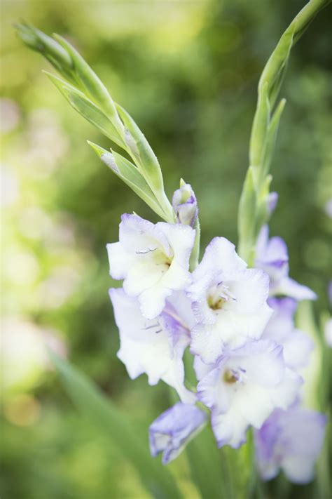 Gladiolus A Complete Guide Garden Therapy