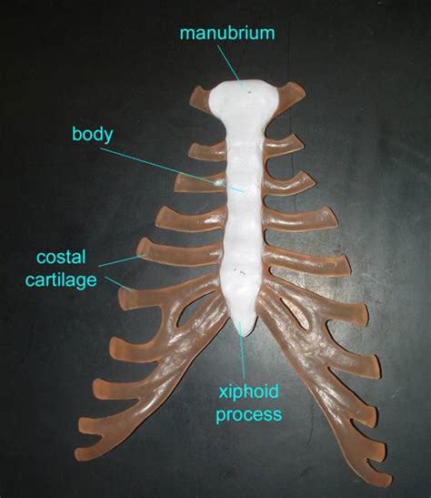 Thorax