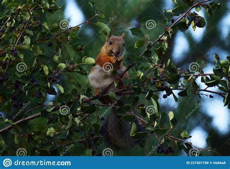 Squirrel Eating Berries On A Tree In The Garden Stock Photo Image Of