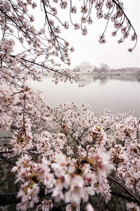 Peak Cherry Blossom Blooms In Washington Dc