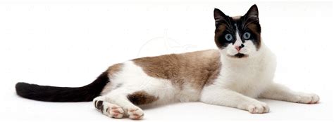 Snowshoe Information Health Pictures And Training Pet Paw