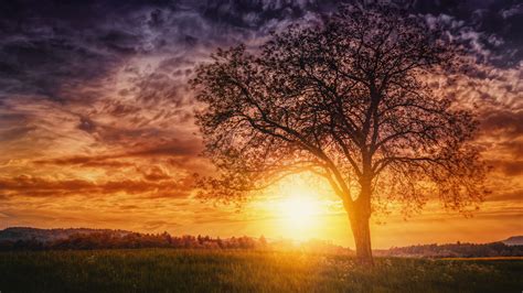 Sunset Nature Trees Wallpaper Hd Nature 4k Wallpapers Images Photos