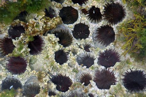 How To Get Sea Urchin Spines Out And Treat Stings Remedygrove