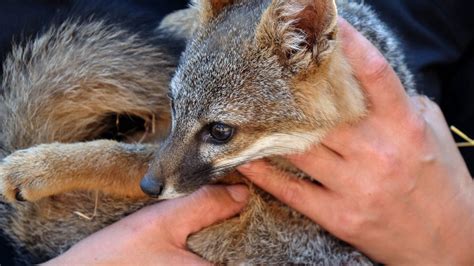 California Fox Makes Fastest Endangered Species Recovery And Its