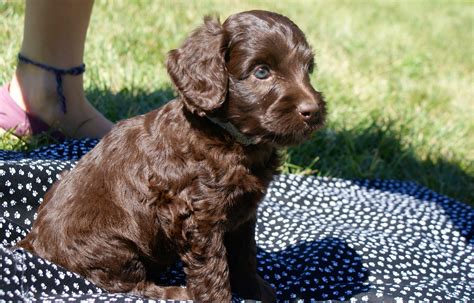 You could have a miniature chocolate labradoodle, a black mini labradoodle, or just about any color labradoodle you want! Puppy Nipping | Ashford Manor Labradoodles