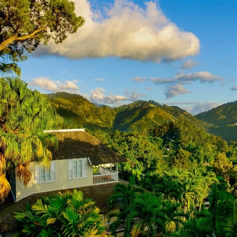 Jamaican Blue Mountains Spicebreeze