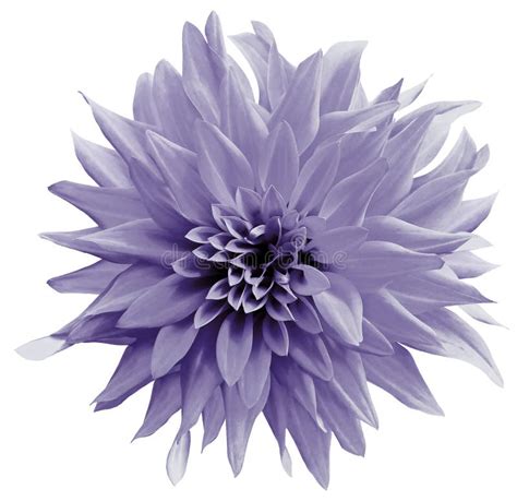 Purple Flower Isolated On The White Background With Clipping Path