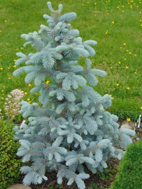 How Do You Plant A Blue Spruce Tree World Of Garden Plants