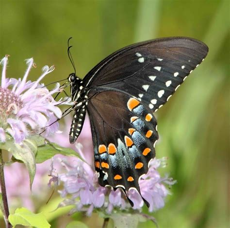 Spicebush Swallowtail Female Papilio Troilus The Fields Flickr