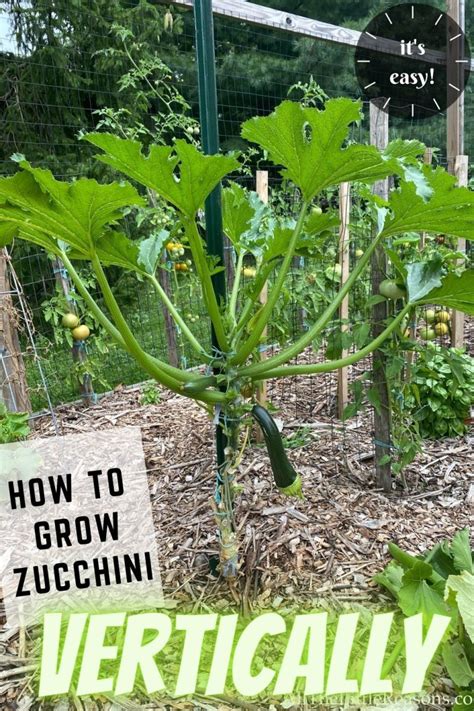 How To Start Growing Zucchini Vertically Its Easy Growing