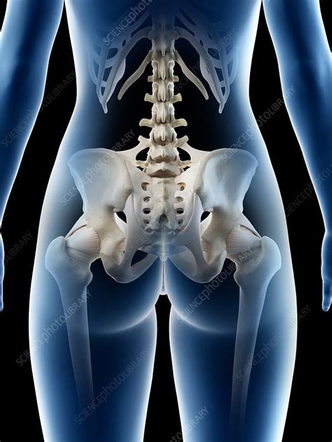 Female Hip Bone Illustration Stock Image F0271343 Science Photo