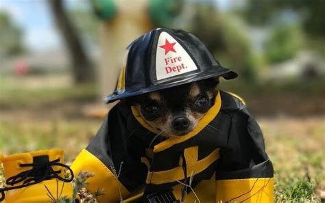 70 Firefighter Dog Names The Dogman