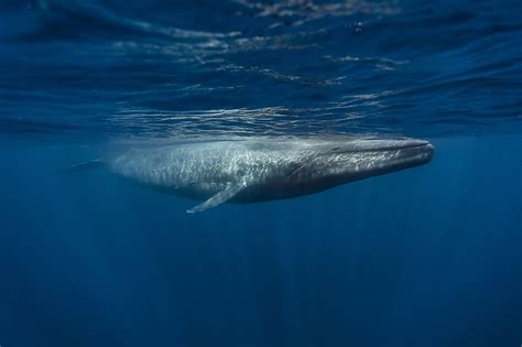 10 amazing facts about blue whales worldatlas