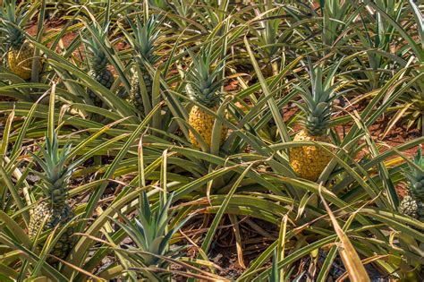 Pineapples Growing In The Fields Of The Plantation Flickr