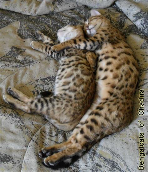 Baby Snow Leopard Pictures Only Snow Leopard Bengal