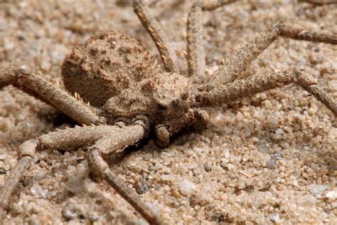 Six Eyed Sand Spider Sicarius Hahni Arachnipedia Wiki
