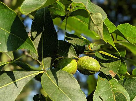 Growing Hickory Trees Varieties Planting Guide Care And How To Use
