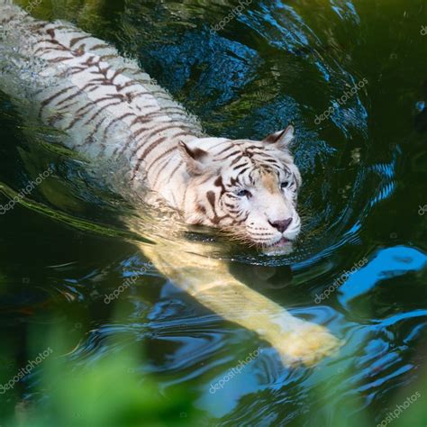 White Tiger Swimming In Clear Water — Stock Photo © Irynarasko 106251614