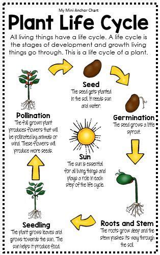 Science Posters And Anchor Charts Plant Life Cycle Life Cycles Life