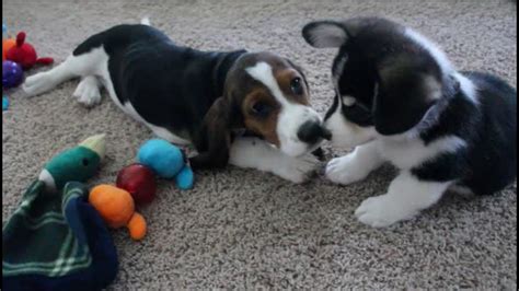 Corgi And Basset Hound Puppies Playing Youtube