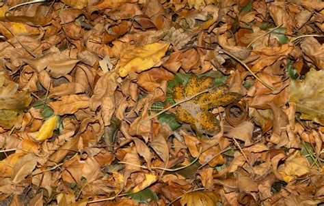 Seamless Background Of Dry Yellowed Autumn Leaves Stock Photo Image