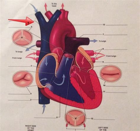 Anatomy Of The Heart Flashcards Quizlet