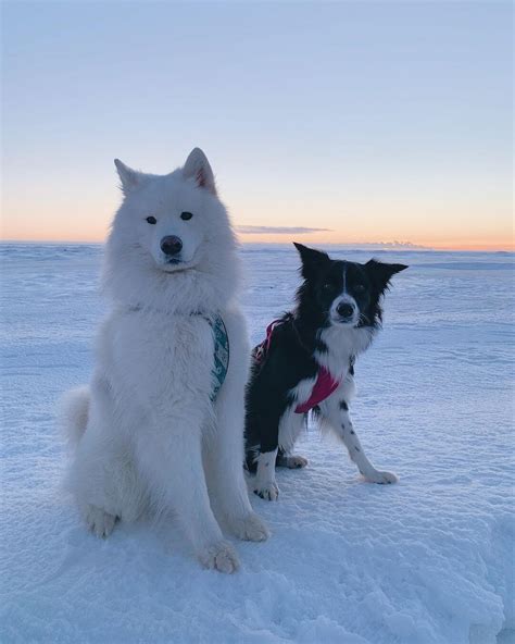 15 Adorable Pics Proving That Samoyeds Like Winter | Page 2 of 5 | The Dogman