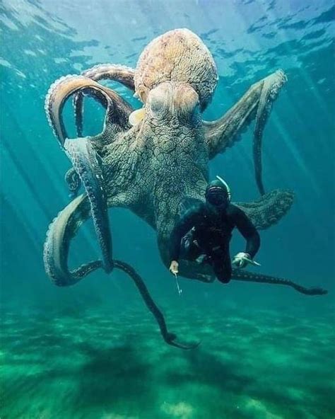 The Largest Octopus In The World Beautiful Sea Creatures Deep Sea