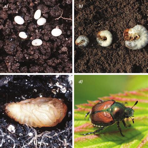 Life Cycle Of The Japanese Beetle Including A Eggs David Cappaert