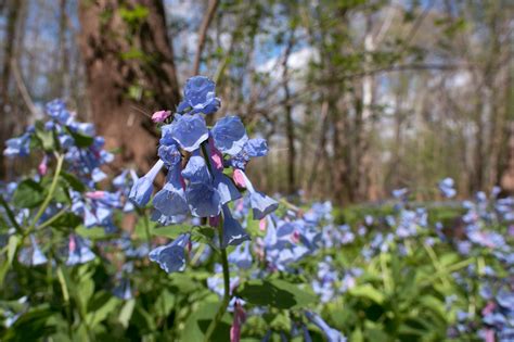Whats In Bloom Virginia Bluebells Virginia Working Landscapes